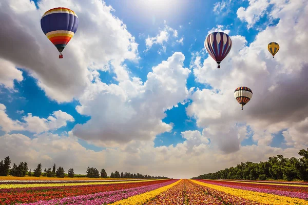 Enorme campo de borboletas florescentes — Fotografia de Stock