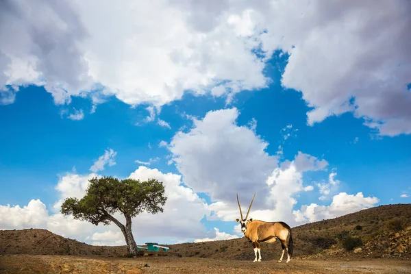 Oryx pasoucí se v savannah — Stock fotografie