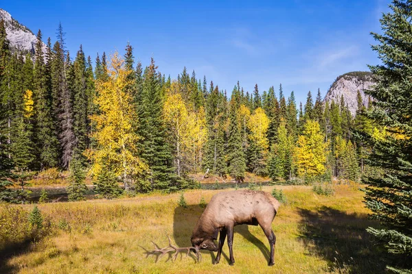 Cervo rosso al pascolo nella valle — Foto Stock