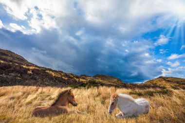 Otların arasında dinlenme atlar