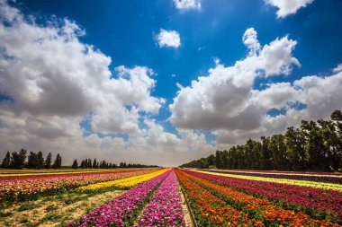 şeritler büyüyen düğünçiçekleri alan