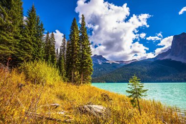 Orman tarafından çevrili yeşil göl