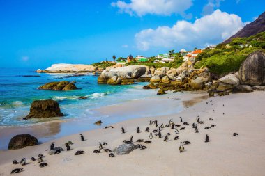 Kum plajındaki Afrika penguenler  