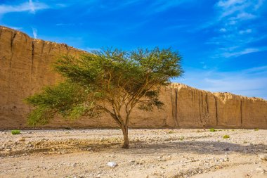 Çölde büyüyen akasya 