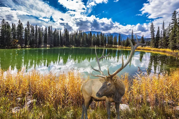 Deer stojí na břehu jezera — Stock fotografie