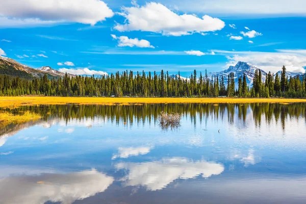 Lago verde circondato dalla foresta — Foto Stock