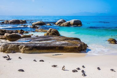 Siyah-beyaz penguenler 