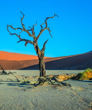 Kurutulmuş Deadvlei göl alt
