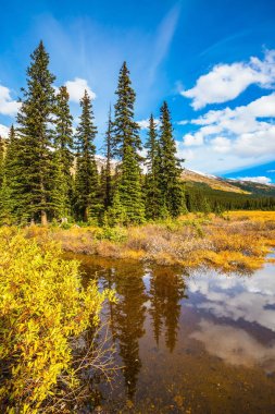 Kanada Rocky Dağları boggy Vadisi