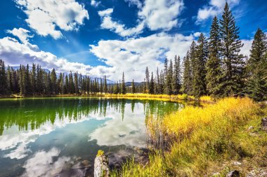 küçük bir göl ve sarı çalı 