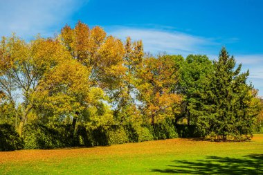 Yeşil çim alan ağaçları ile 