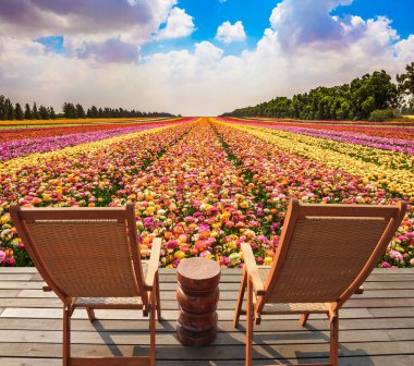 Renkli çiçek tarlası