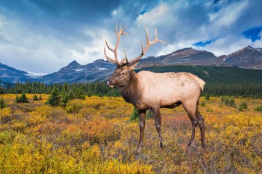 Orman kenarında antlered geyik