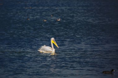Pelikan Gölü yüzen