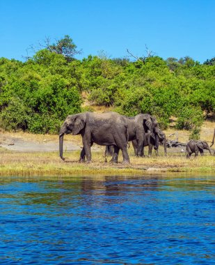 Aile sulama, Afrika fil