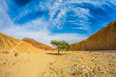 Akasya Taş Çölü'nde