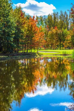 Yeşil çim alan ağaçlar ve göl