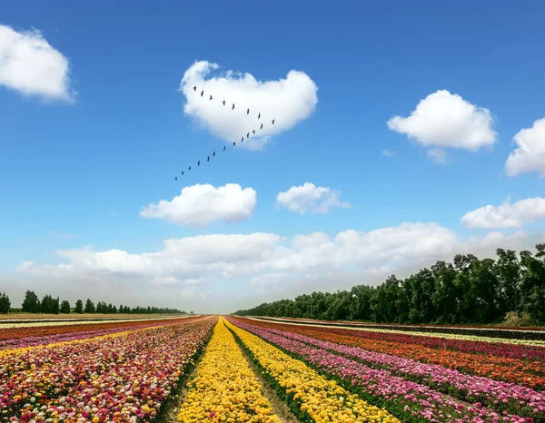 色とりどりの花々の畑 — ストック写真