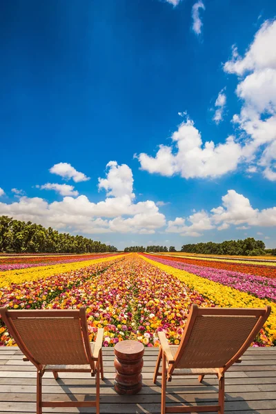 Поле барвистих квітів — стокове фото