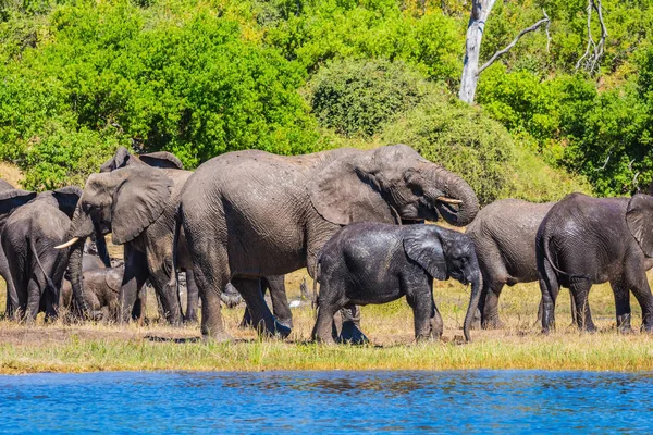 Famiglia di elefanti africani a annaffiamento — Foto Stock