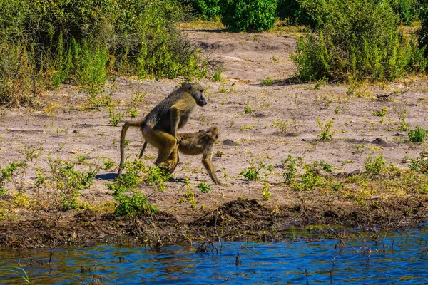 Deux singes babouins — Photo