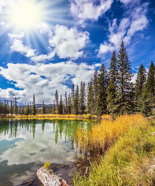 Lago pequeño y arbustos amarillos — Foto de Stock