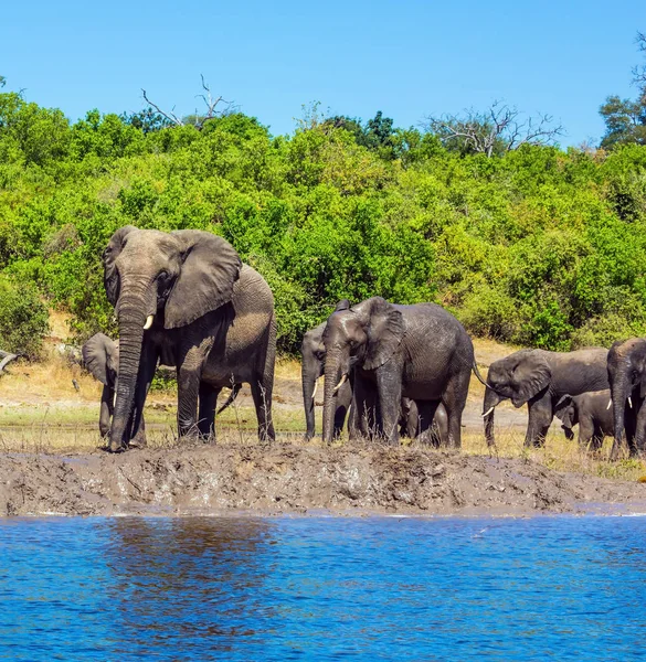 Οικογένεια των αφρικανικών ελεφάντων στο πότισμα — Φωτογραφία Αρχείου