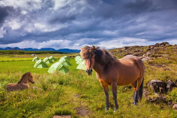 Cavalos islandeses perto de tendas verdes — Fotografia de Stock