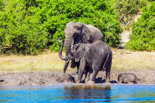 Familia de elefantes africanos en el riego — Foto de Stock