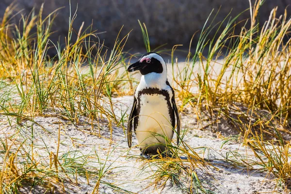 Милый пингвин в траве — стоковое фото