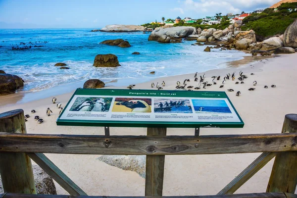 Boulders Penguin Colony en la playa —  Fotos de Stock