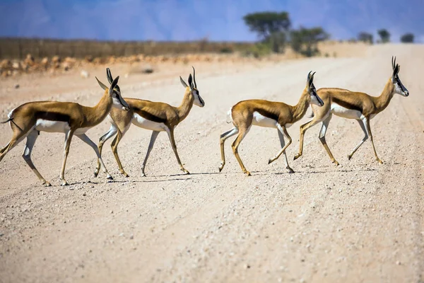 Manada de antílopes de impala — Fotografia de Stock