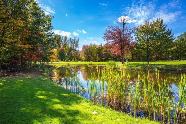 Green grass field with trees and lake — Stock Photo, Image