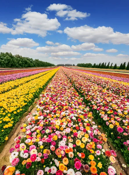 Campo de flores coloridas — Fotografia de Stock