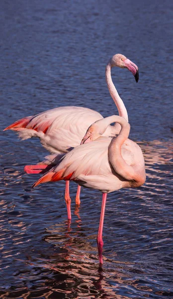 Par de Flamingos Rosa — Fotografia de Stock