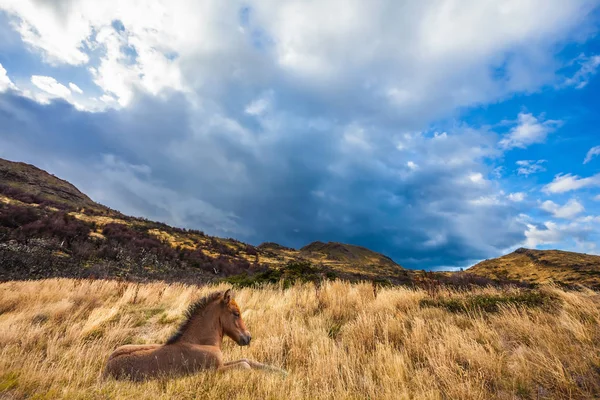 チリの大草原で馬 — ストック写真