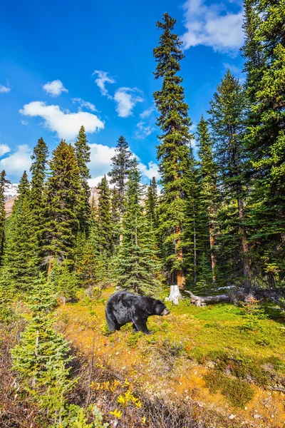 Siyah ayı iğne yapraklı orman — Stok fotoğraf