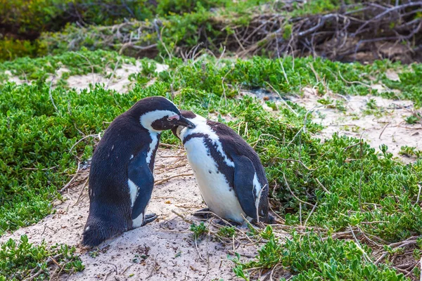 pair of cute penguins