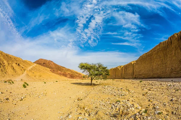 Acacia dans le désert de pierre — Photo