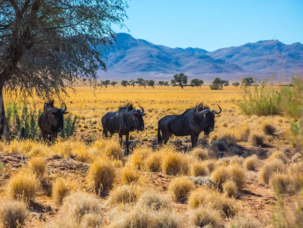 Buffles broutant dans la savane — Photo