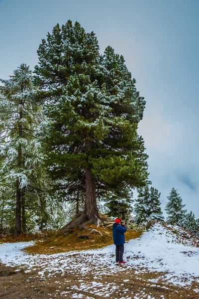 Magnifika tallar täckta med snö — Stockfoto