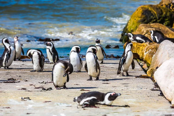 Pingwin przylądkowy głazy Kolonii — Zdjęcie stockowe