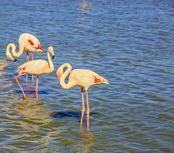 Trzy różowe flamingi — Zdjęcie stockowe