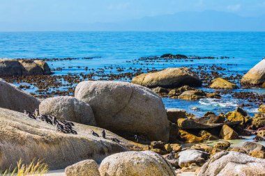 Siyah-beyaz penguenler 