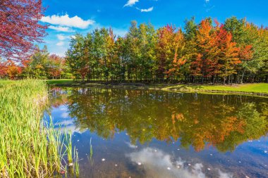 Yeşil çim alan ağaçlar ve göl