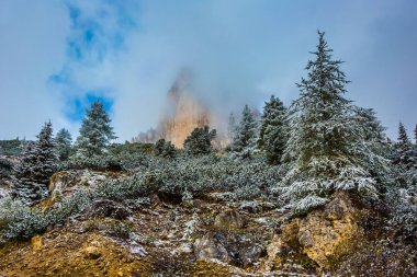 İğne yapraklı orman karla kaplı