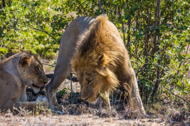Aslan ve aslan savana içinde