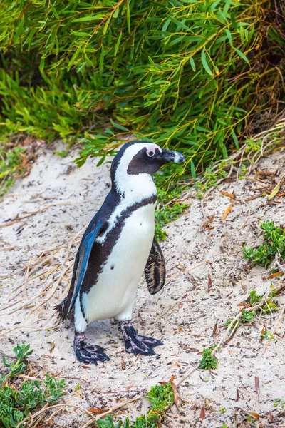 Милый пингвин в траве — стоковое фото