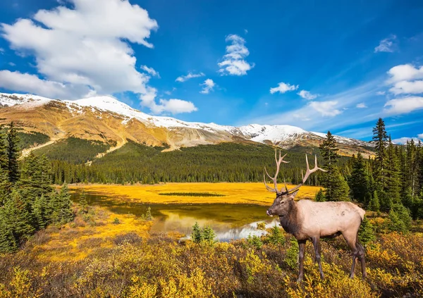 Ciervos en el pantano en las Montañas Rocosas — Foto de Stock
