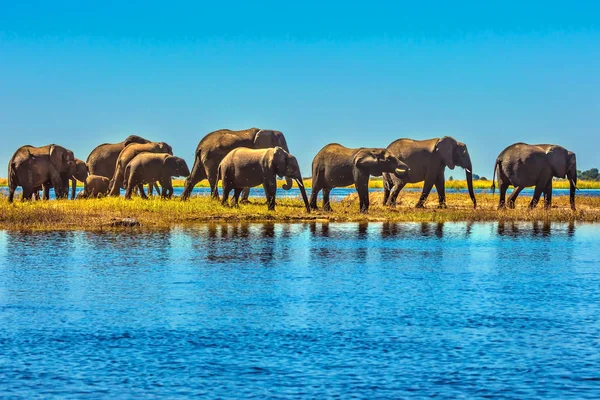 Large herd of elephantsnear river — Stock Photo, Image